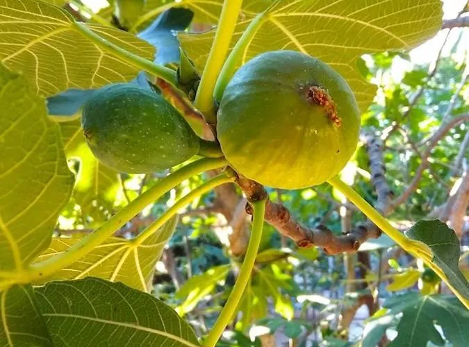 Garma アパート *