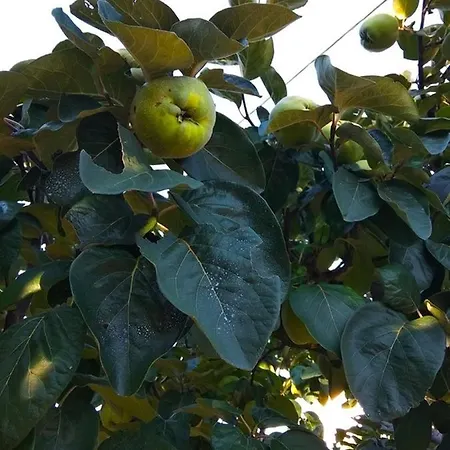 Διαμέρισμα Garma *